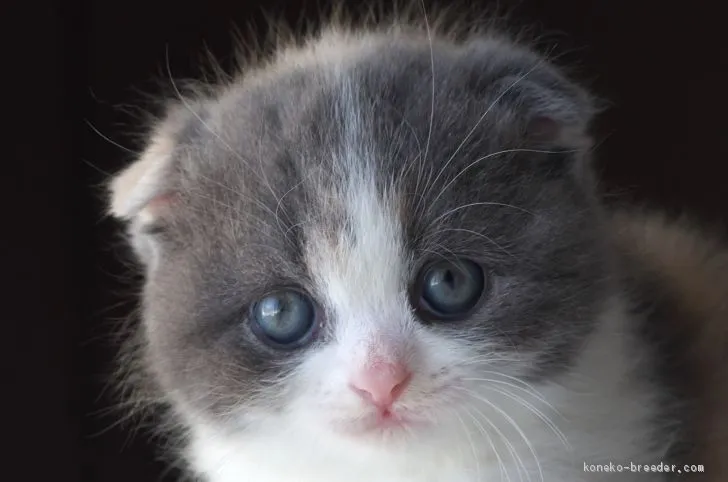 ID：1910-00844の子猫