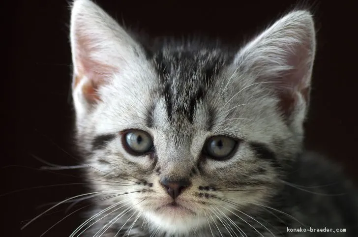 かずくん 様のお迎えした子猫