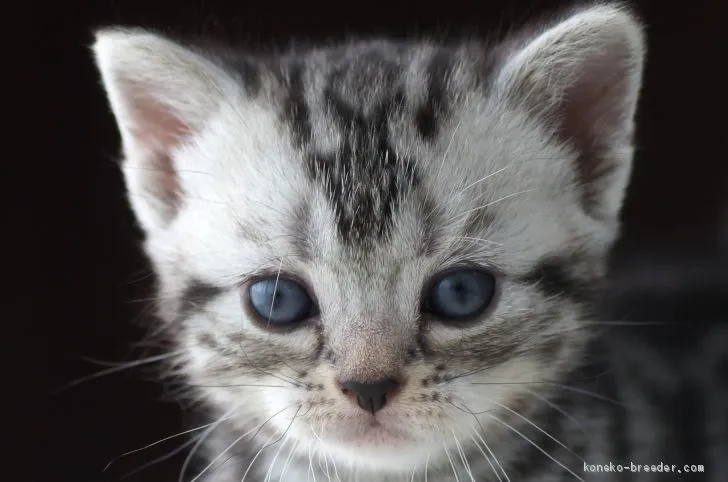 ID：2010-00254の子猫