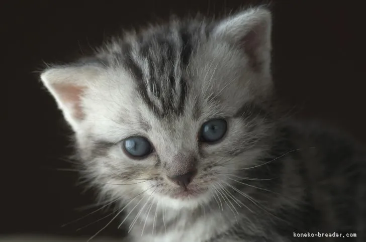 みぃ。 様のお迎えした子猫