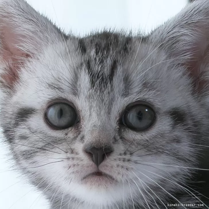 ID：2406-03070の子猫