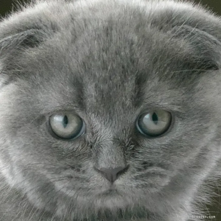 ID:2306-00563の子猫