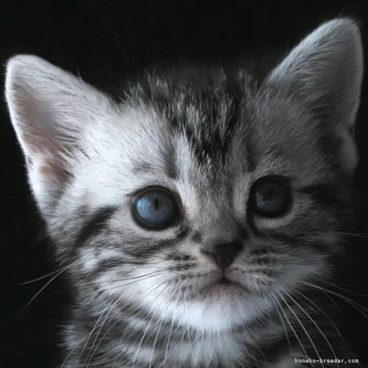 ID：2301-00576の子猫