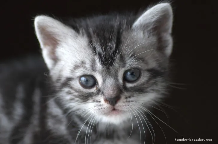 ID：1812-01140の子猫