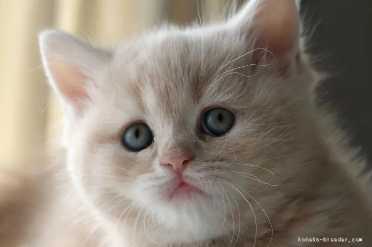 ID:1809-00601の子猫