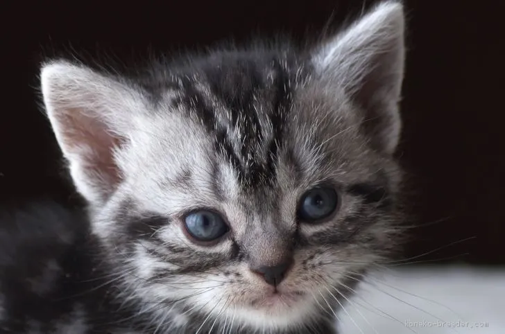 にゃあにゃ 様のお迎えした子猫