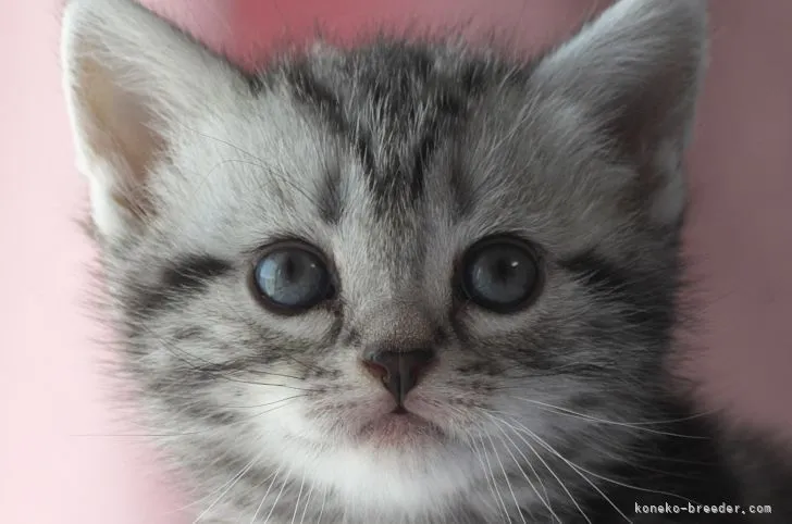 よし 様のお迎えした子猫