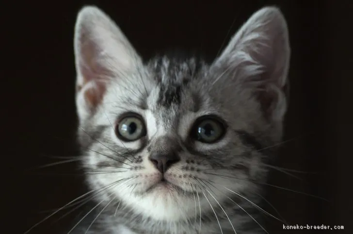 じゅっちゃん 様のお迎えした子猫