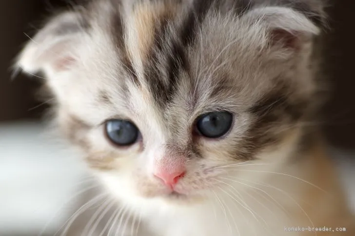 ID：1710-00402の子猫