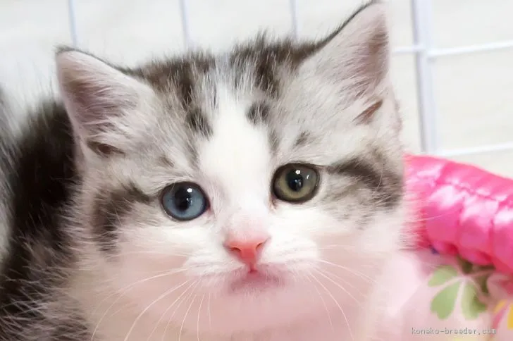 愛猫と 様のお迎えした子猫