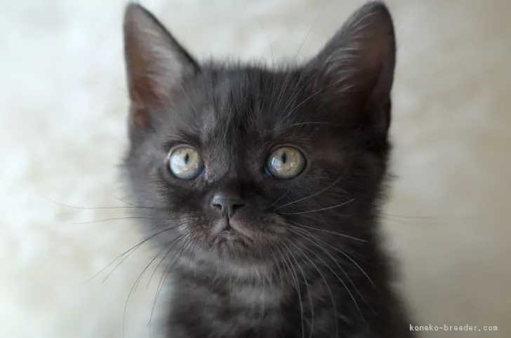 りりん 様のお迎えした子猫