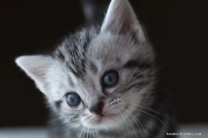マドンナ 様のお迎えした子猫