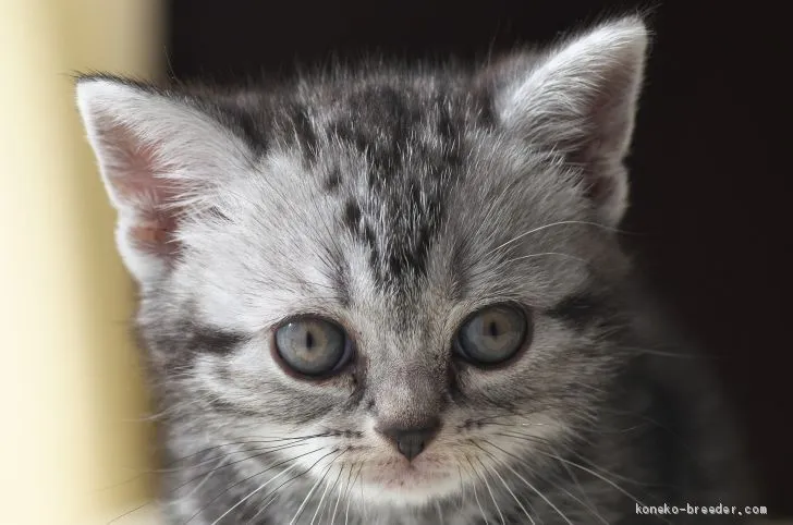 ID：1911-00969の子猫