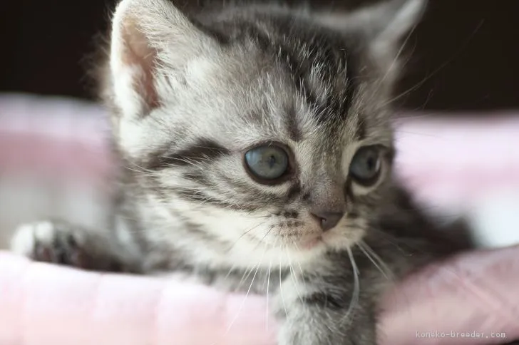 Laraララ 様のお迎えした子猫