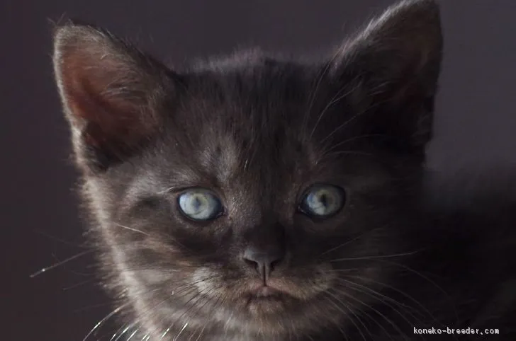 ニコ 様のお迎えした子猫