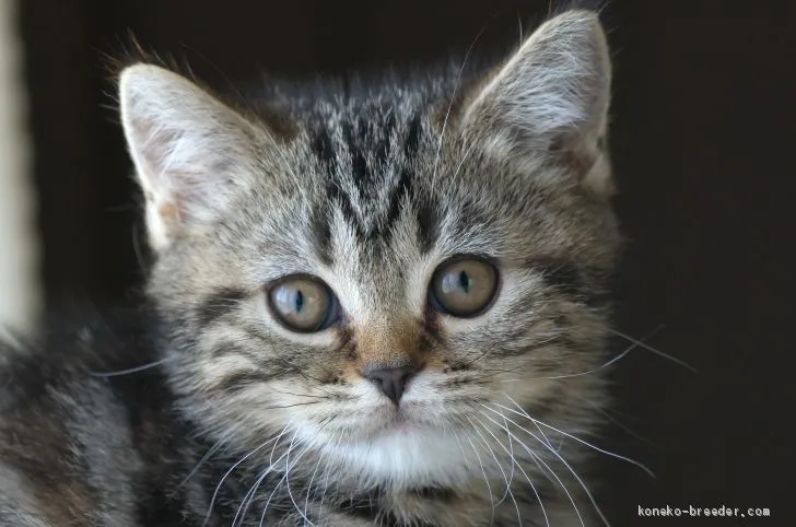 マル 様のお迎えした子猫