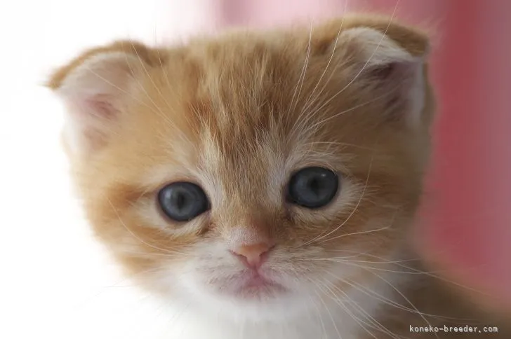 ID：2111-01802の子猫