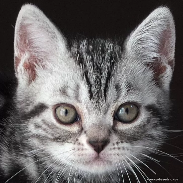 ID:2312-01702の子猫