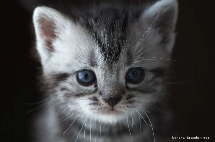 ID：1802-00974の子猫