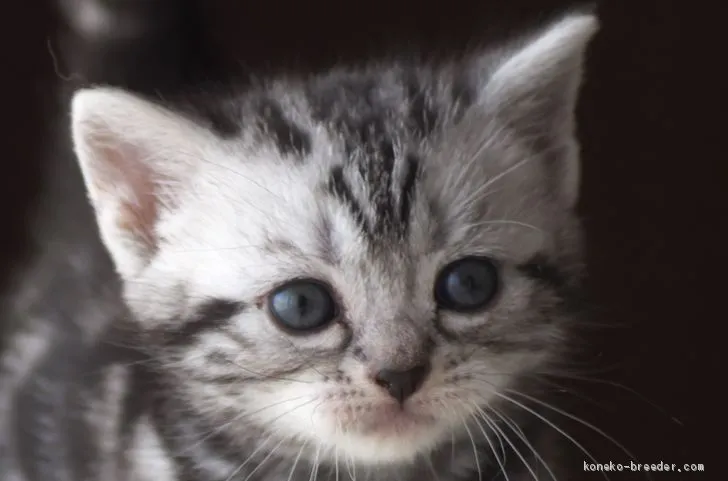 f f 様のお迎えした子猫