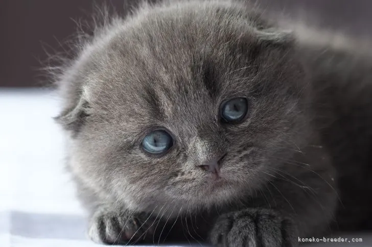 ID：2202-00652の子猫