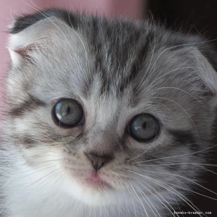 ID:2209-01822の子猫