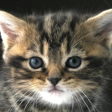 スコティッシュフォールド(立ち耳)【長野県・男の子・2023年12月15日・ブラウンタビー】の写真「ま～るくてフワフワ♪　まるでクマさんのよう♡」