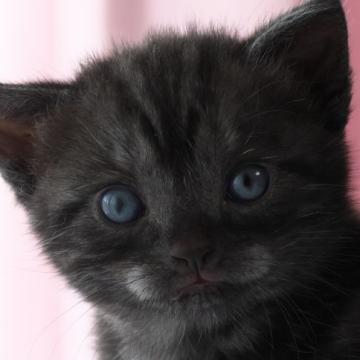 アメリカンショートヘア【長野県・男の子・2022年7月27日・ブラックスモークタビー】の写真「ブラックスモークタビーの個性的な黒猫ちゃん♪」