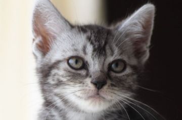 アメリカンショートヘア【長野県・男の子・2020年3月28日・シルバークラシックタビー】の写真「とっても好奇心旺。穏やかな男の子♪」