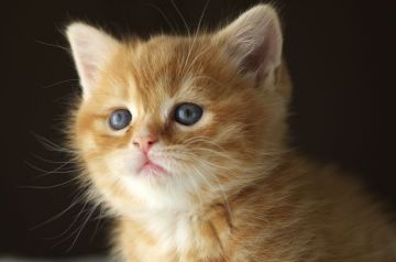 スコティッシュフォールド(立ち耳)【長野県・女の子・2017年10月27日・レッドタビー】の写真「丸いお顔のやさしい女の子♪」