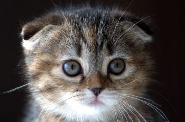 スコティッシュフォールド(折れ耳)【長野県・女の子・2018年11月11日・ブラウンマッカレルタビー】の写真「丸いおめめの可愛い女の子♪」