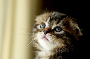 スコティッシュフォールド(折れ耳)【長野県・男の子・2017年3月28日・ブラウンタビー】の写真「人なつっこくて、可愛いです☆」