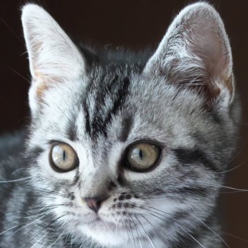 アメリカンショートヘア【長野県・女の子・2023年12月15日・シルバークラシックタビー】の写真「穏やかなまるいお顔が可愛い女の子☆」