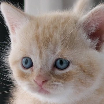 スコティッシュフォールド(立ち耳)【長野県・男の子・2024年5月15日・レッドマッカレルタビー】の写真「人気のレッドの毛色が可愛い」