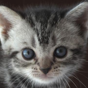 アメリカンショートヘア【長野県・女の子・2022年8月30日・シルバークラシックタビー】の写真「穏やかなまるいお顔が可愛い☆」