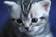 アメリカンショートヘア【長野県・男の子・2017年4月8日・シルバークラッシックタビー】の写真1