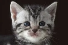 アメリカンショートヘア【長野県・女の子・2020年9月1日・シルバークラシックタビー】の写真1「10/4 撮影」