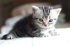 アメリカンショートヘア【長野県・男の子・2017年4月8日・シルバークラッシックタビー】の写真2