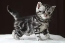 アメリカンショートヘア【長野県・女の子・2020年9月1日・シルバークラシックタビー】の写真2