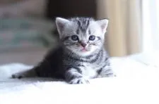 アメリカンショートヘア【長野県・男の子・2017年4月8日・シルバークラッシックタビー】の写真3