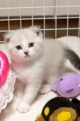 スコティッシュフォールド(折れ耳)【長野県・男の子・2019年5月15日・】の写真3「７/1８」