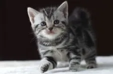 アメリカンショートヘア【長野県・女の子・2020年9月1日・シルバークラシックタビー】の写真3