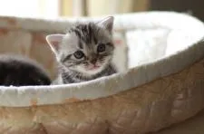 アメリカンショートヘア【長野県・男の子・2017年4月8日・シルバークラッシックタビー】の写真4