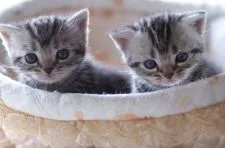 アメリカンショートヘア【長野県・男の子・2017年4月8日・シルバークラッシックタビー】の写真5「二匹兄妹の右の仔猫です。」