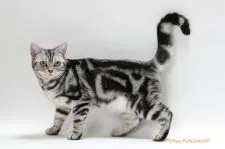 アメリカンショートヘア【長野県・女の子・2020年9月1日・シルバークラシックタビー】の写真5「ママのメチャンです。」