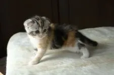 スコティッシュフォールド(折れ耳)【長野県・女の子・2017年9月13日・キャリコ(ショート)】の写真5