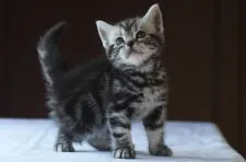 アメリカンショートヘア【長野県・男の子・2021年8月15日・シルバークラシックタビー】の写真5