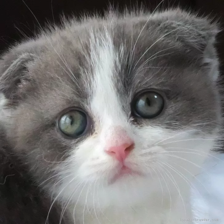 ID:2506-01793の子猫