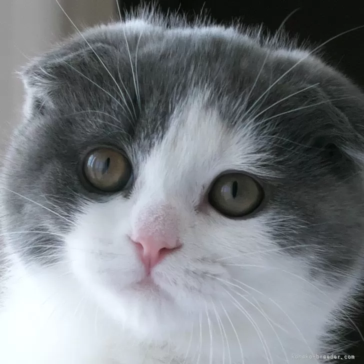 ID：2501-02541の子猫