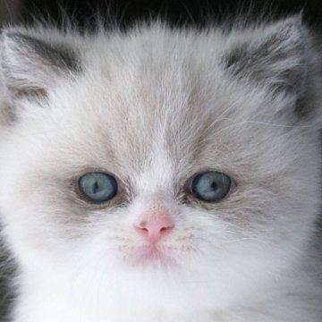 スコティッシュフォールド(立ち耳)【長野県・女の子・2025年10月14日・ブルーポイント】の写真「まるいお顔が可愛いポイントカラーの女の子☆」